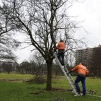 Onderhoud bomen in Oud Rijswijk