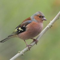 Tel je ook vogels in Rijswijk ?