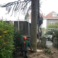 Zieke en dode bomen rooien in Rijswijk