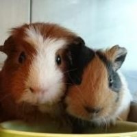 Weer cavia’s gedumpt bij Knaaghof