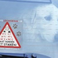 Geen hond in snikhete auto