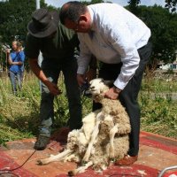 Wethouder Van der Meij scheert schaap