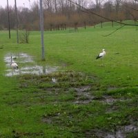 Ooievaars in de winter in Rijswijk