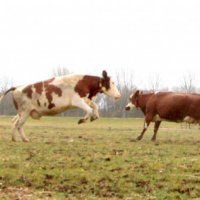 De koeien dansen naar buiten