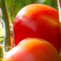 Nederlandse innovaties internationale tuinbouwbeurs