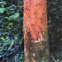 Bomenvandaal slaat ook in andere wijken toe