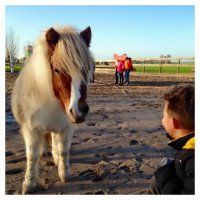 Kidsworkshop met paarden