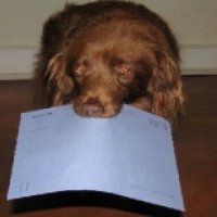 Partij van de Dieren blijft tegen hondenbelasting