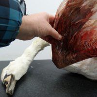 PvdD: Jacht op knobbelzwanen moet stoppen
