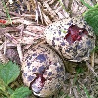 Nesten weidevogels langs N470 kapotgemaaid