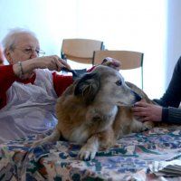 Vrijwillige honden gezocht voor aai-uurtjes