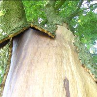 Kinderen trekken bast van bomen