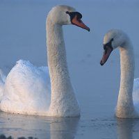 Regels voor doden knobbelzwanen aangescherpt