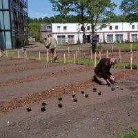 Steeds meer bewonersgroen