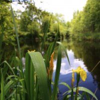Rietmoeras als waterberging in Ackerdijksche polder