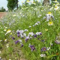 Meer bloemen en kruiden in gazons in Pijnacker-Noord