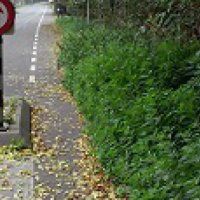 Overhangend groen snoeien in Vrouwtjesland