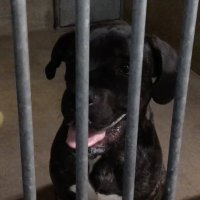 Rijswijk TV – Hond gevonden aan Huis te Landelaan