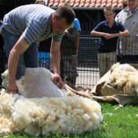 Schapenscheerfeest bij Smeltkroes in Rijswijk