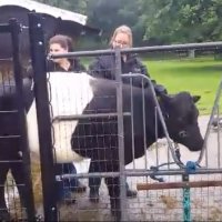Over 9 maanden nieuw kalfje voor Het Akkertje