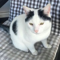 Wie mist dit lieve katertje ?