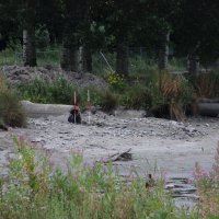 Zwemplas Wilhelminapark bijna leeg
