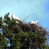 Ooievaars in de Voordes groeien voorspoedig