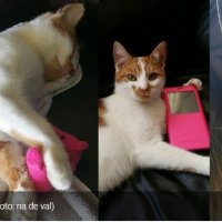 Poes overleden, baasje klaagt bij de politie