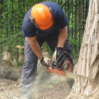 Nieuwe boom voor gekapte boom