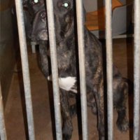 Hond gevonden op Huis te Landelaan