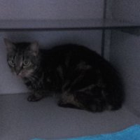 Update gevonden kat Dr H.J van Mooklaan te Rijswijk