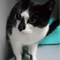 Poes gevonden op Rijswijkse Haagweg