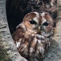 Wat is het lot van het Rijswijkse museum uiltje ?
