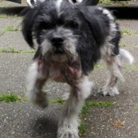 Eigenaar kleine hondje nog niet gevonden
