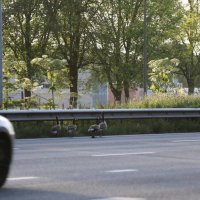Familie gans verdwaalt op weg naar Rijswijk