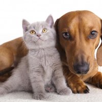 Dierenasiel Het Julialaantje zoekt vrijwilligers