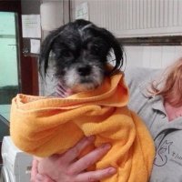 Hond vastgebonden in Rijswijkse Bos