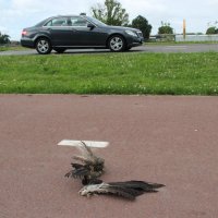 Dierenleed aan de Beatrixlaan, ganzen worden aangereden