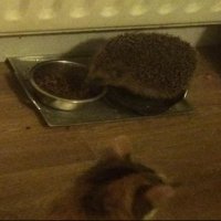 Bijdehand egeltje ‘steelt’ eten van poes