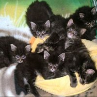 Dierenambulance haalt nest met 7 jonge kittens van straat
