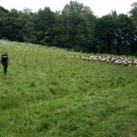 Rijswijkse Wijkagente vangt schaap