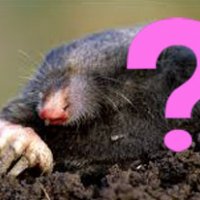 SKS Alles Kids speelt Wie is de mol?