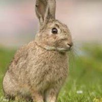 Partij voor de Dieren wil dat konijnenjacht stopt