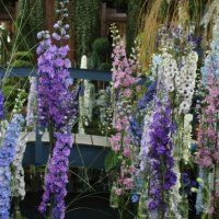 Op excursie naar de Zomerbloemen