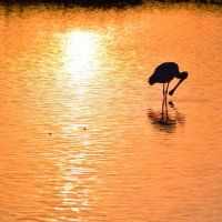 Foto lepelaar in Pijnacker in fotocompetitie Natuurmonumenten