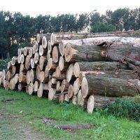 Bieslandsebos wordt verjongd
