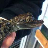 Partij voor de Dieren bezorgd over verkoop van slangen en krokodillen