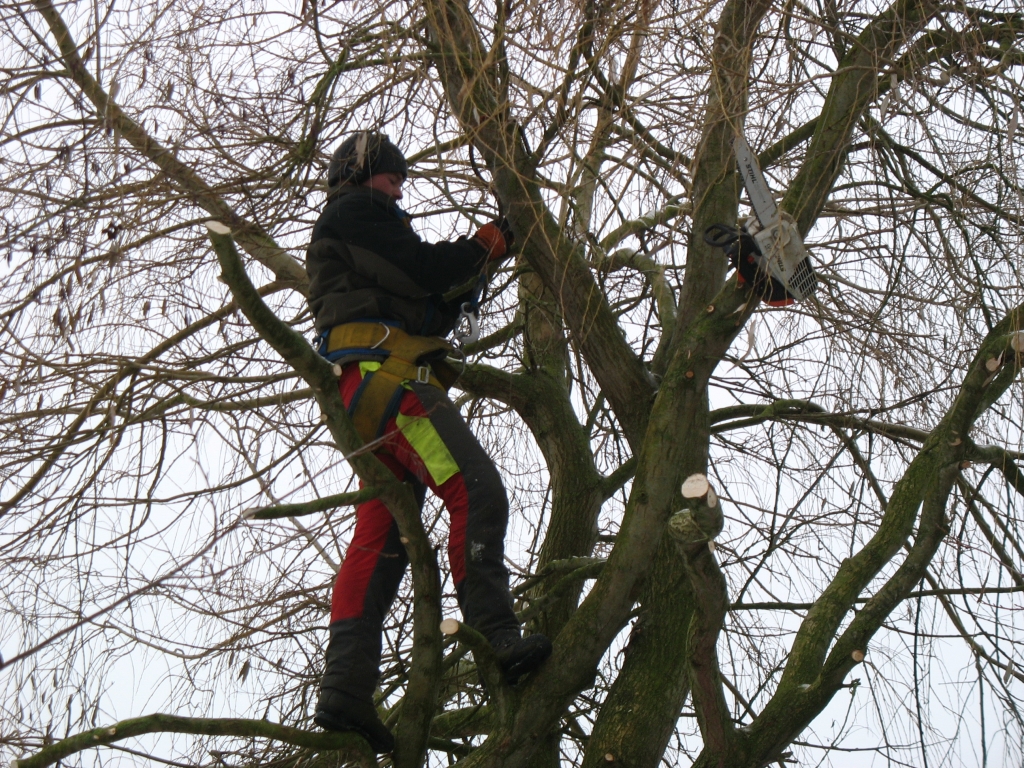 Rijswijk gaat bomen snoeien