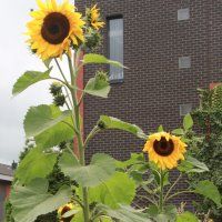 Zonnebloemen in Delfgauw doen het goed