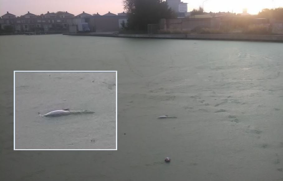 Eerste dode vissen in Rijswijkse haven
